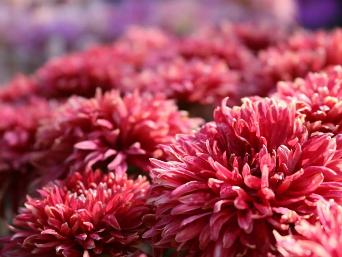 Удивительный секрет здоровья комнатных растений: активированный уголь