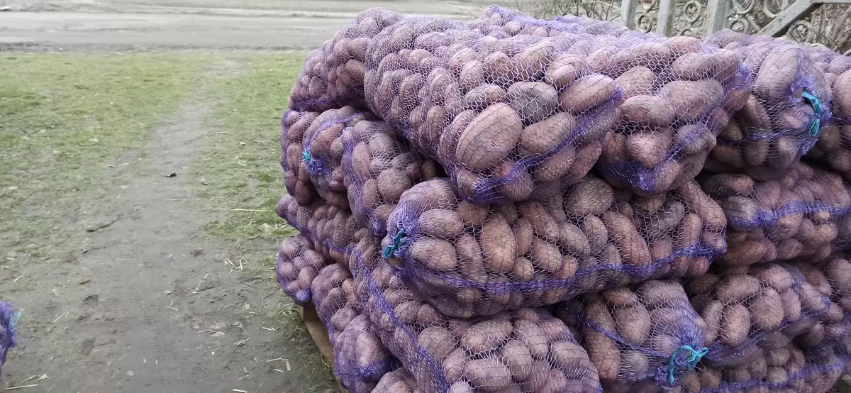 Секреты хранения картофеля: как сохранить урожай до весны