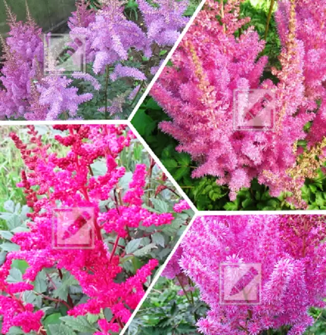 Почему весна — лучшее время для пересадки астильбы