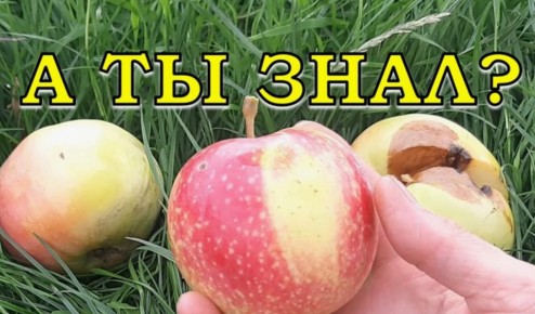 ��� ��������� ������ �� �����: ������ ������ ������ ������� ������