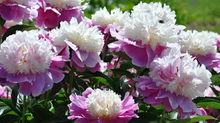 Как простые натуральные ингредиенты оживили мои пионы