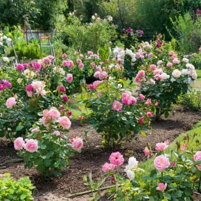 ������� ����� �� �������� ������: ���� ������������ ��������� ��� ������������� ��������