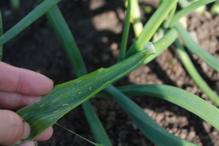 Как защитить лук от луковой мухи: советы и методы борьбы