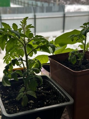 ��� ���������� � �������� � ���������: ������� ������ � ���� ������� ��������