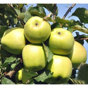 ������ �����: ������ ���� � ������ ������� �������� � ������������ ���������