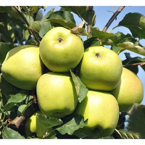 Яблоня Мутсу: зимний сорт с особым медовым ароматом и удивительной лежкостью