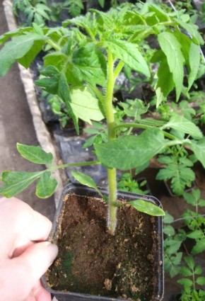 ��� �� ����� ������������ ��� �������: ���������� ������������ �� ����������