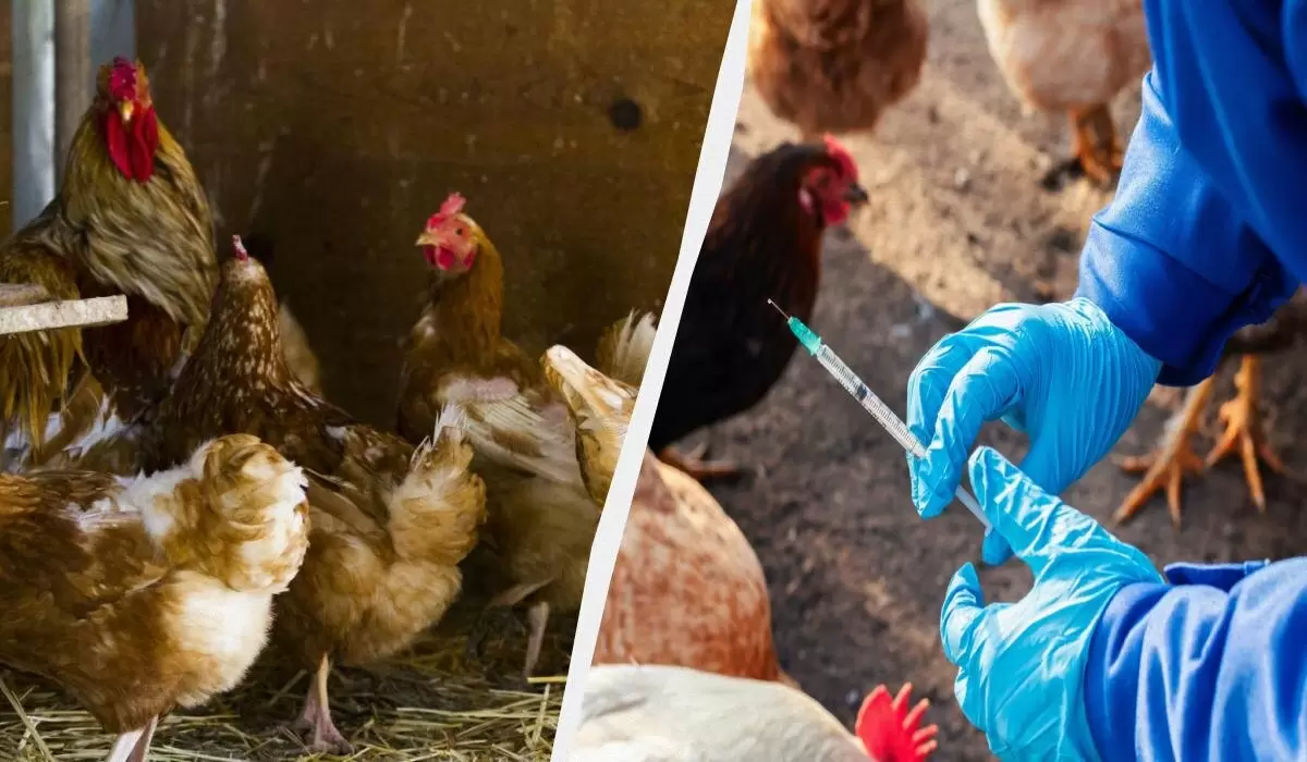 Как укрепить здоровье кур: незаменимые советы для птицеводов