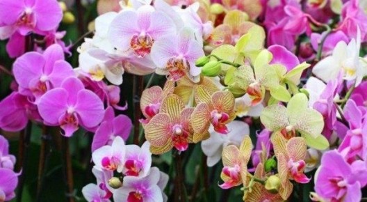 ���� �� ������������ ����� ��������: ������� �������