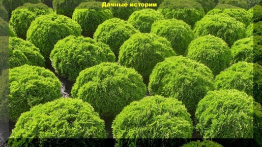 Как создать красивую живую изгородь: декоративные растения для уютного сада