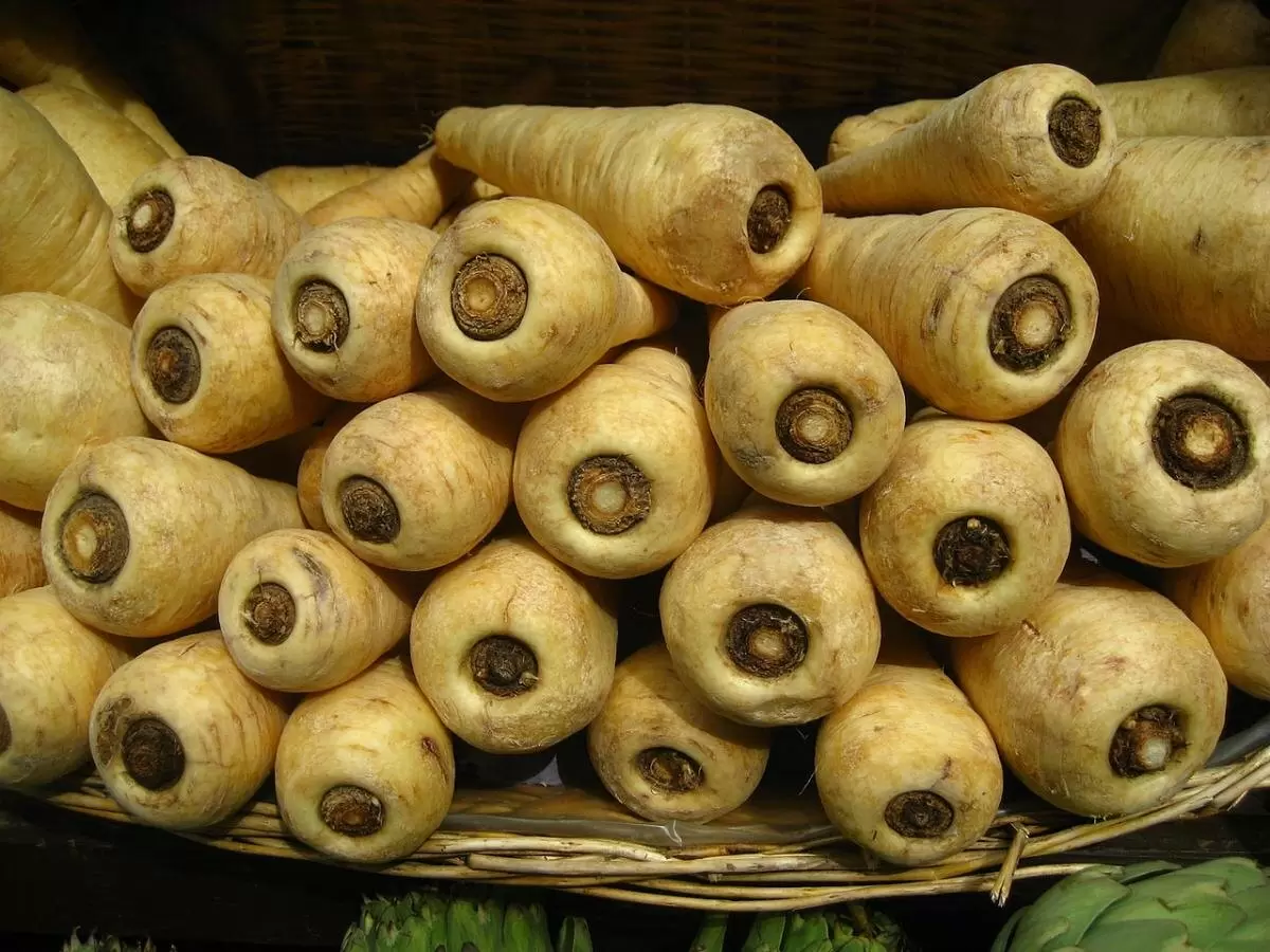 Опасные пряности из сада: как листья пастернака могут угрожать вашей коже