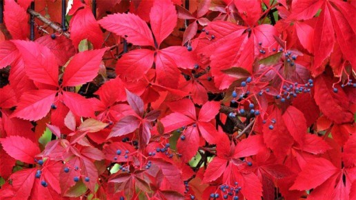 �����, ������� �������� � ����� ��������: �������� ����������� ������������