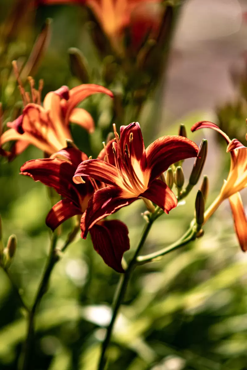 В чем разница между лилией и лилейником: разгадайте ботаническую загадку