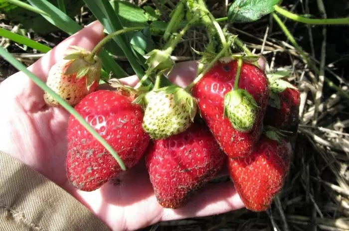 Секреты осеннего ухода за ремонтантной клубникой: как избежать распространённых ошибок