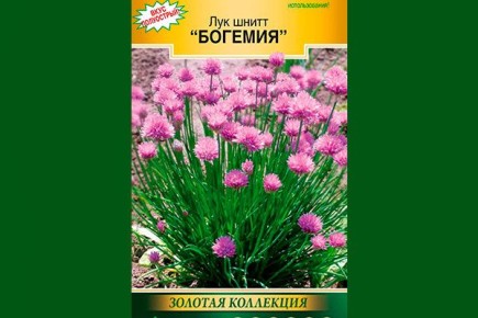 ���-����� �������: ������� ����������� �����