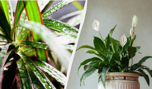 Растения без солнечного света: как создать зелёный уголок в помещении без окон