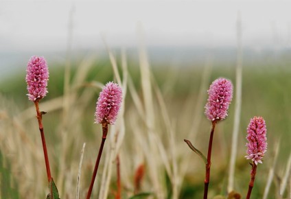 �����������: �������� �������� � ����������� �������������