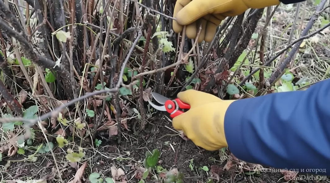 Когда стоит прощаться со старым кустом смородины и как это сделать правильно