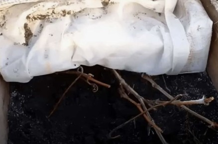 ��� ��������� �������� ��� ������� �����: ������� ������� �������� ������������