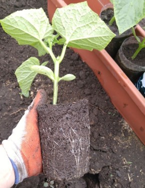 ������� ��������� ����������� ������� �������: ������ ������� ���������