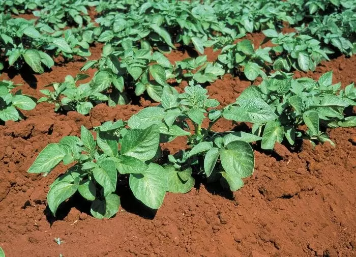 Спокойное объяснение окучивания картофеля в жару и в обычный день