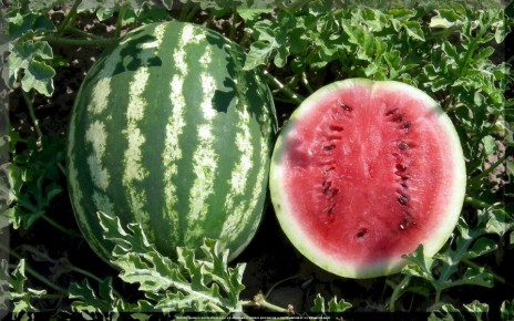 ������� ������� � ����� ������ �����: ������ � ������ �� ������� ���������� �����������