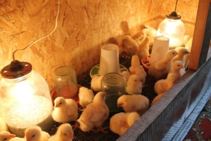 ������ ���� � ����� ������: ������� ���������� � ������