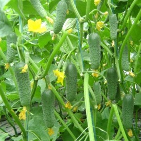 ������ ������ ������: ������, ������� ������� ����� ������ � ������������