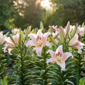 ���� ��������� ������ �����: ��������� ����������� ������ ����