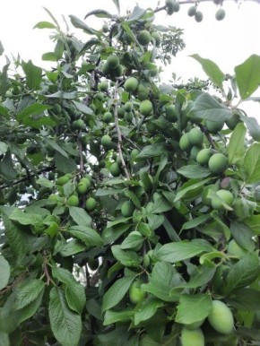 ������ � �������� �������� � ����