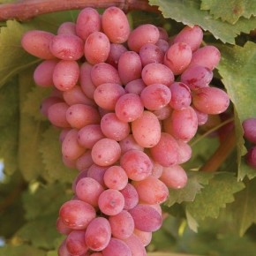 �������� ��������: ��������� ����� ��� ������ ��������� �������