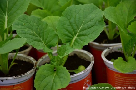 ��� ��������� ��������� ��������� �������: ������� � �������