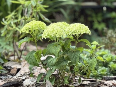 ������ ���� ��������� �� ������ ������: ������ ��������� ��� ��������� �������?