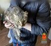 В Кемерове полицейские провели проверку по публикации о запертом в квартире коте