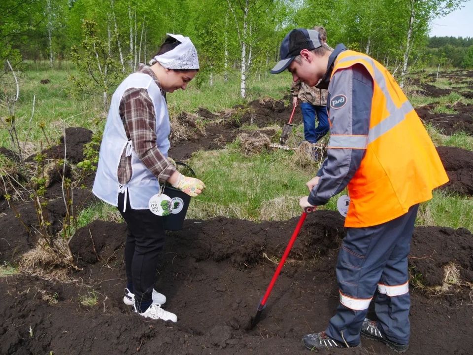 Илья Середюк: В Топкинском округе высадили почти пять тысяч молодых елочек Илья Середюк: В Топкинском округе высадили почти пять тысяч молодых елочек
