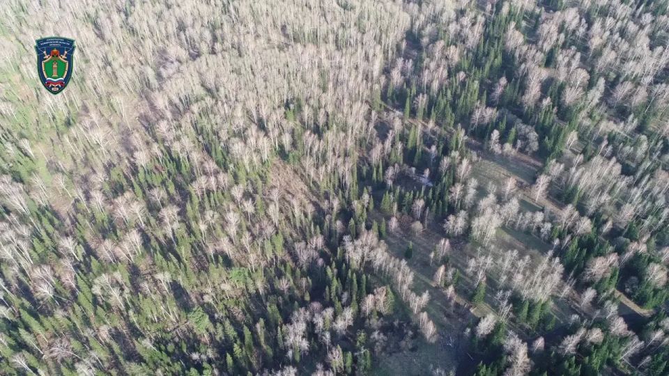 В Новокузнецком районе вынесен обвинительный приговор жителю г. Новокузнецка, совершившему незаконную рубку лесных насаждений и последующий сбыт незаконно заготовленной древесины