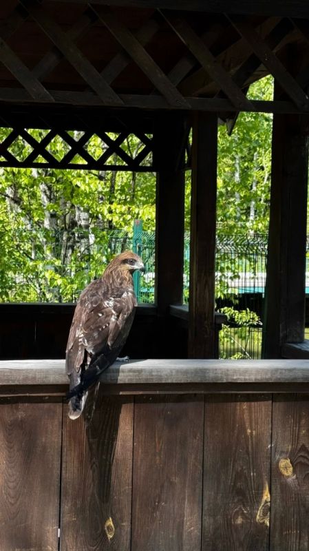 В экоцентре "Кузнецкий Алатау" выпустили на волю пять коршунов, которые завершили реабилитацию В экоцентре "Кузнецкий Алатау" выпустили на волю пять коршунов, которые завершили реабилитацию