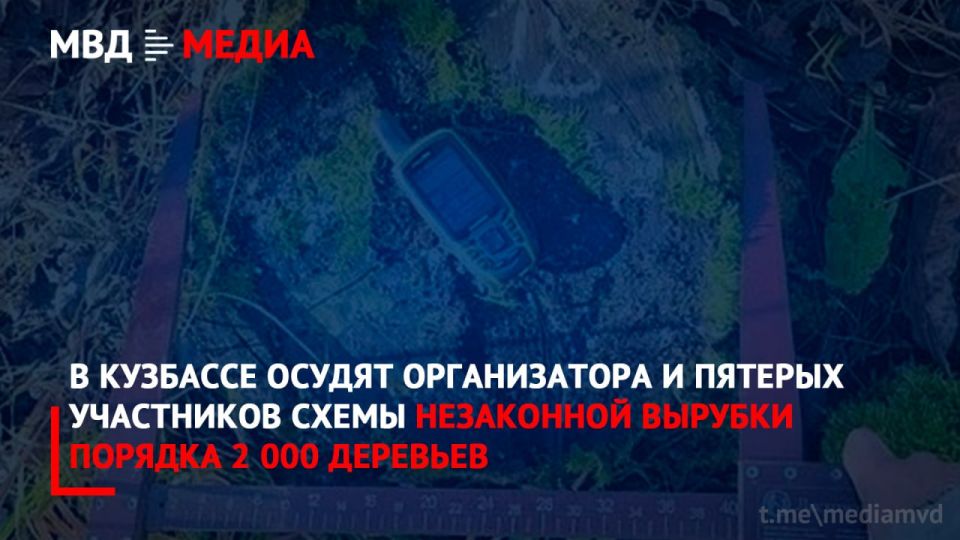 В Кузбассе осудят организатора и пятерых участников схемы незаконной вырубки порядка 2 000 деревьев