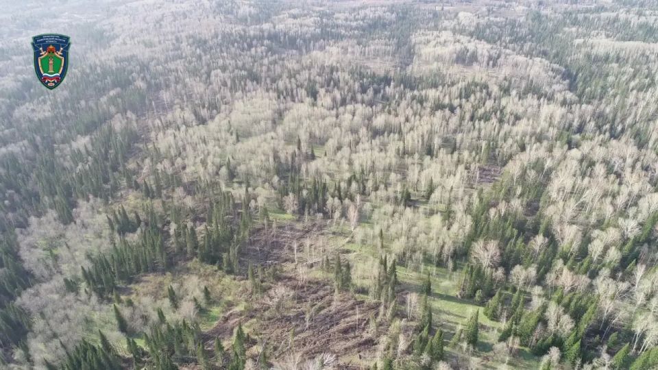 В Новокузнецком районе вынесен обвинительный приговор жителю г. Новокузнецка, совершившему незаконную рубку лесных насаждений и последующий сбыт незаконно заготовленной древесины В Новокузнецком районе вынесен обвинительный приговор жителю г. Новокузнецка, совершившему незаконную рубку лесных насаждений и последующий сбыт незаконно заготовленной древесины