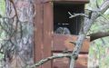 В Рудничном бору Кемерова в искуственном совятнике появился первый птенец
