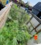 В Промышленновском округе будут судить местного жителя, обвиняемого в культивировании и покушении на сбыт наркосодержащих растений