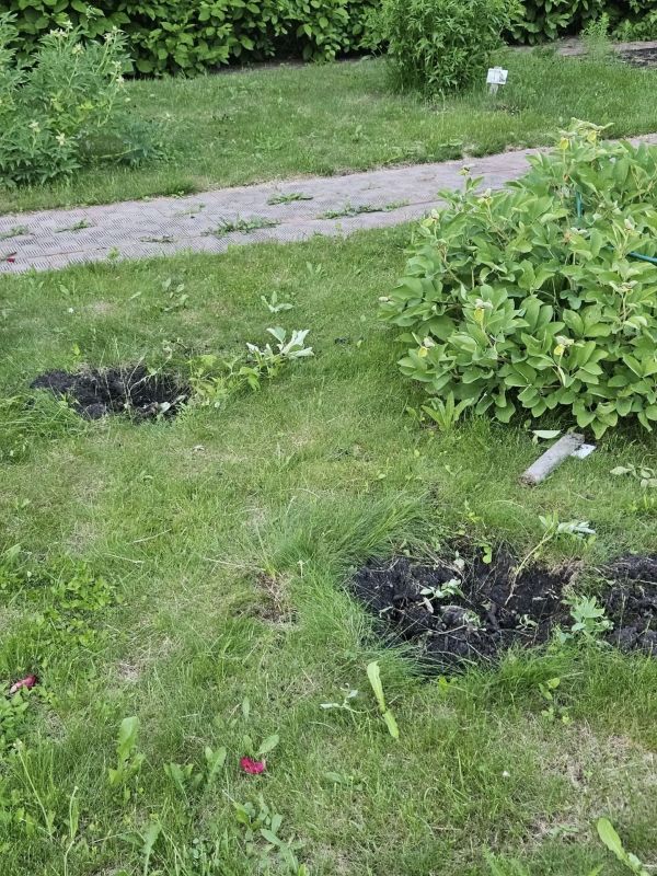 В Кузбасском ботаническом саду неизвестные выкопали видовые пионы, которые представляют ценность для коллекции В Кузбасском ботаническом саду неизвестные выкопали видовые пионы, которые представляют ценность для коллекции