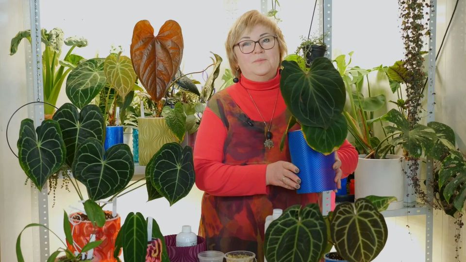 В новом выпуске программы «Вперёд, товарищи! На дачу!» лес, который можно вырастить в городе: В новом выпуске программы «Вперёд, товарищи! На дачу!» лес, который можно вырастить в городе: