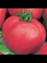 Томат Розовый чемпион: крупные плоды и сладкий вкус в одном движении сада