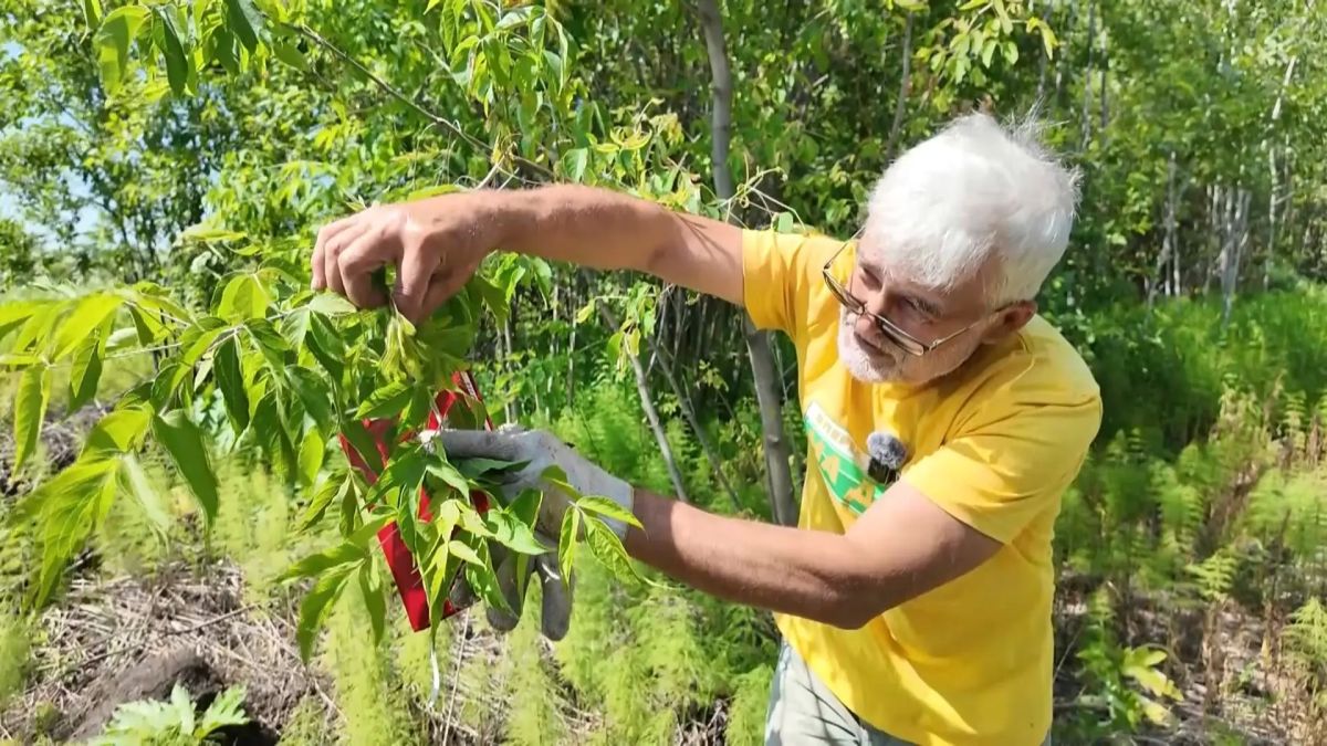 Очистка земли от сорняков в новом выпуске программы «Вперёд, товарищи! На дачу!»: Очистка земли от сорняков в новом выпуске программы «Вперёд, товарищи! На дачу!»: