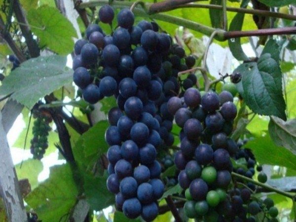Виноград Альфа: Секреты Успешного Выращивания