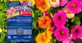 Как вырастить петунии: от посадки до пышного цветения