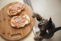 Почему кошка отказывается есть: три необычные причины, о которых нужно знать