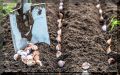 Сентябрь на даче: что ждет дачников в этом месяце