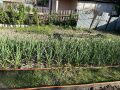 Чеснок под особым контролем: как полив с солью улучшает урожай в июне